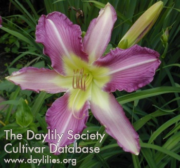 Daylily Moonlight Orchid